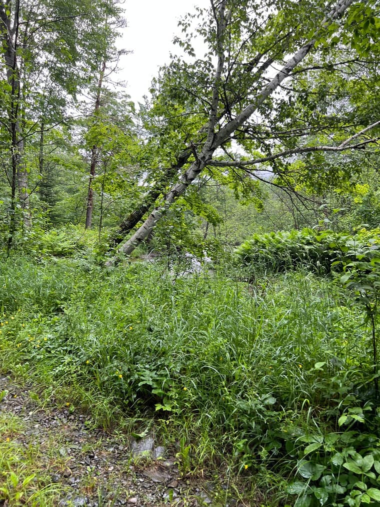 A white birch leaning over a fern-lined creek in the timber
