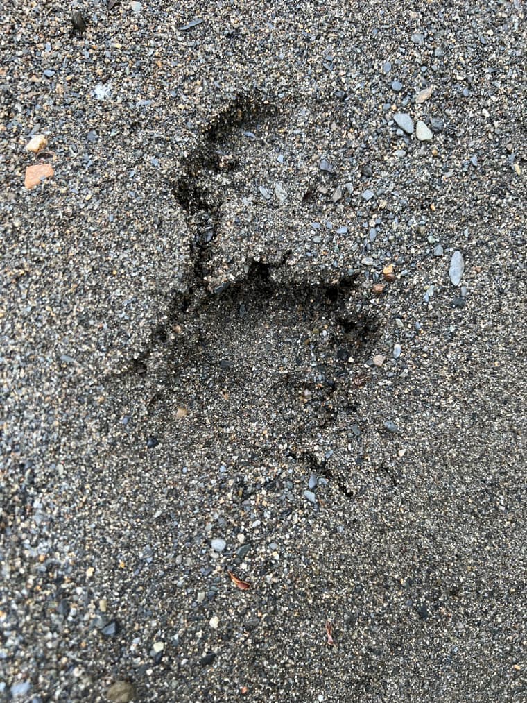 A fresh deer track pressed into wet sand